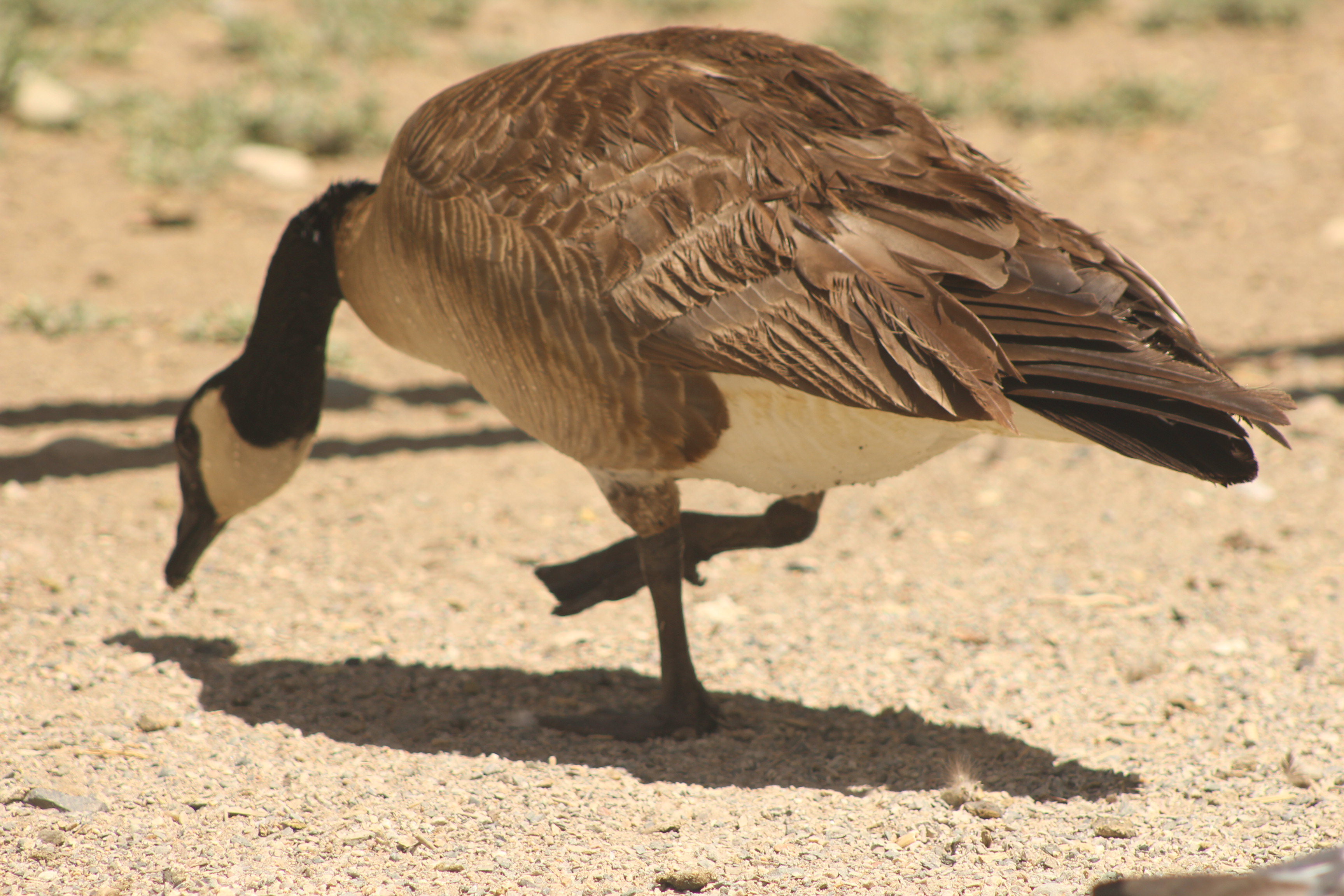 Canada Goose gallery photo