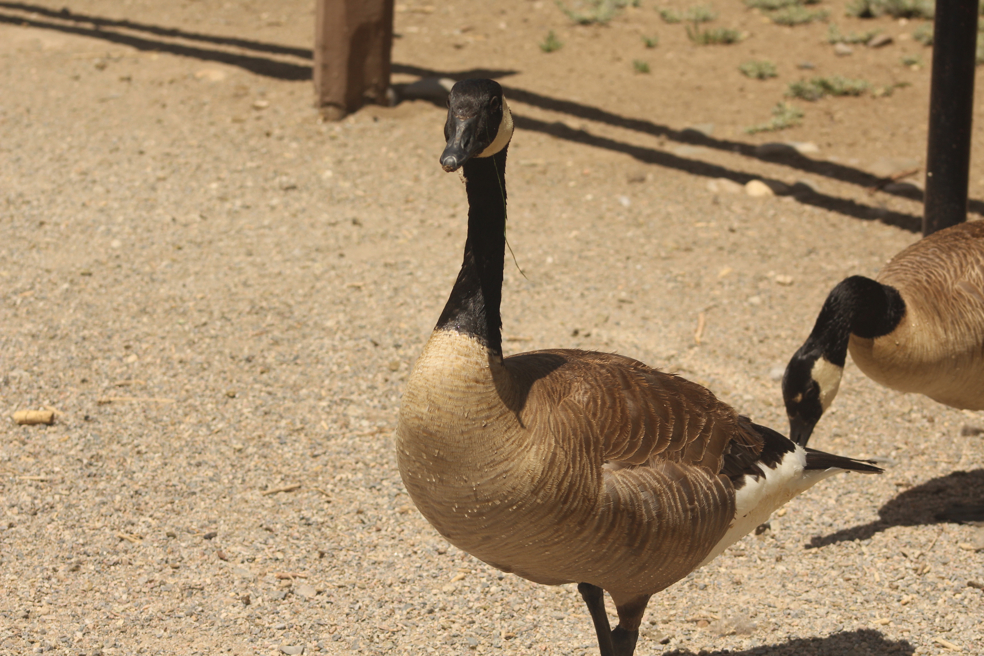 Canada Goose gallery photo