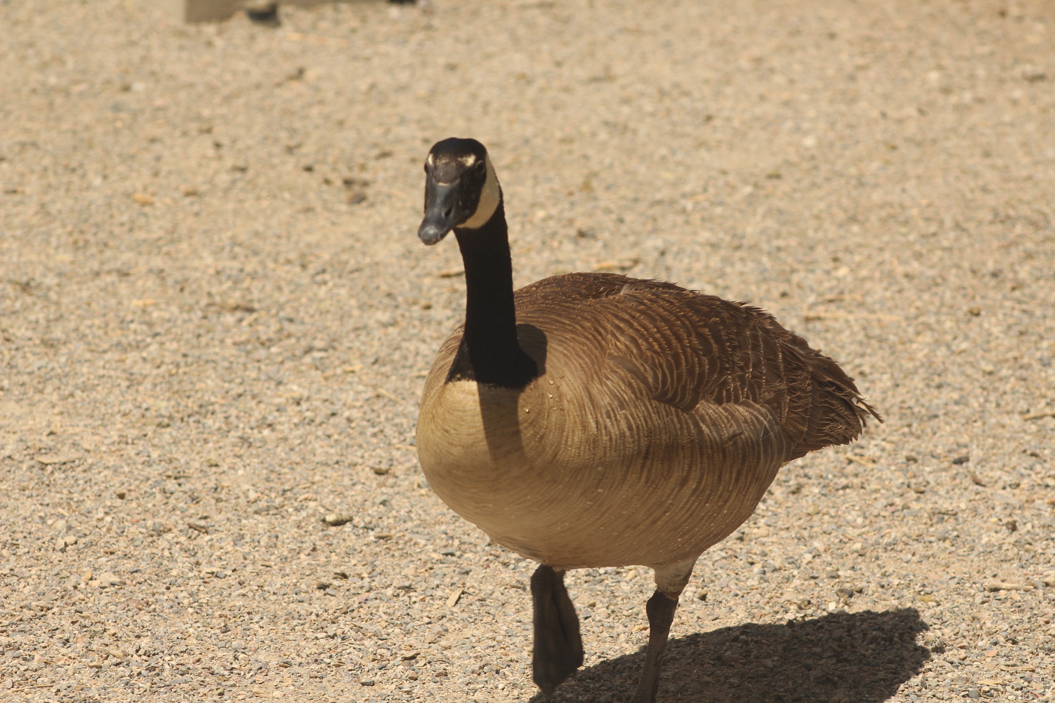 Canada Goose