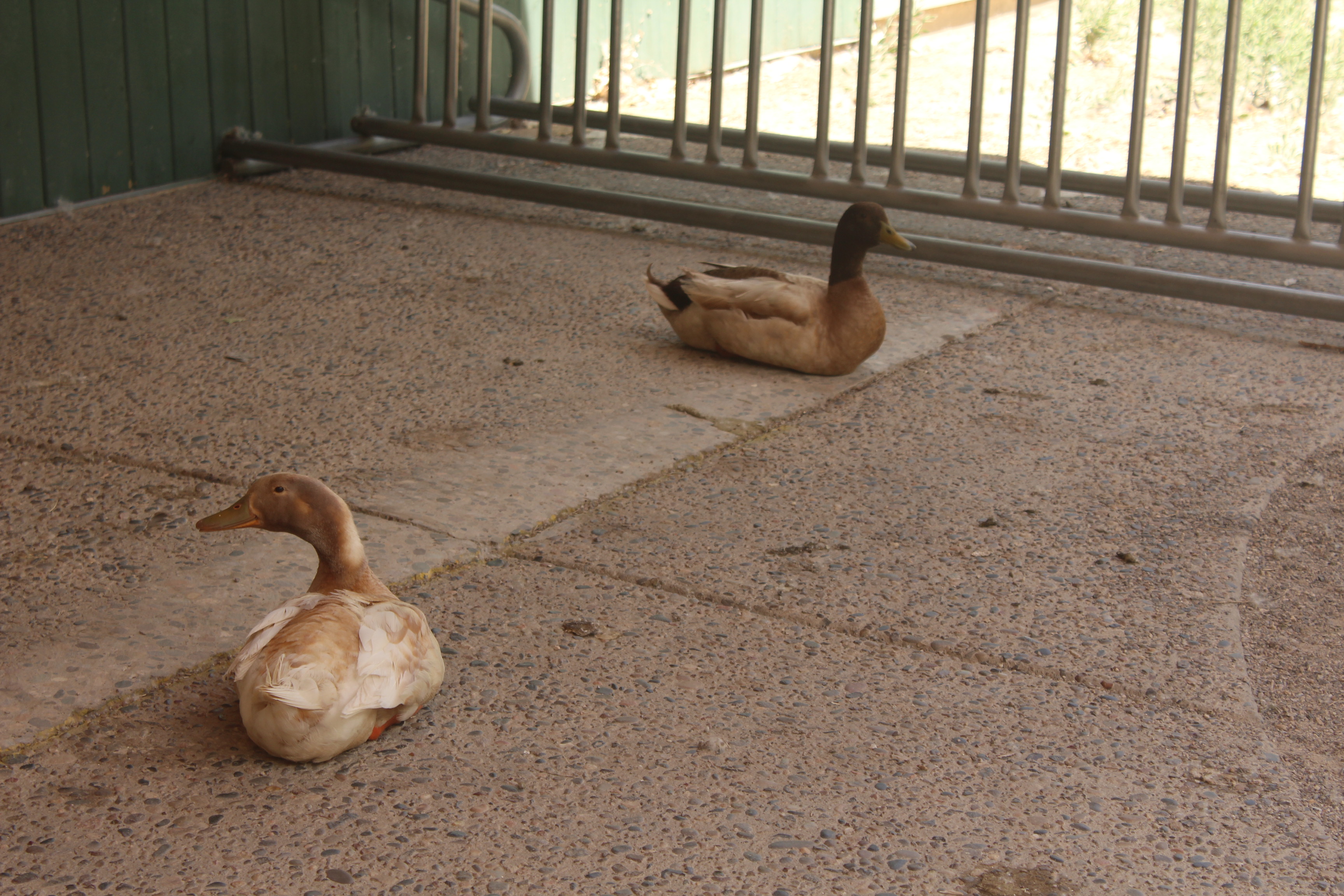 Mallard Duck gallery photo