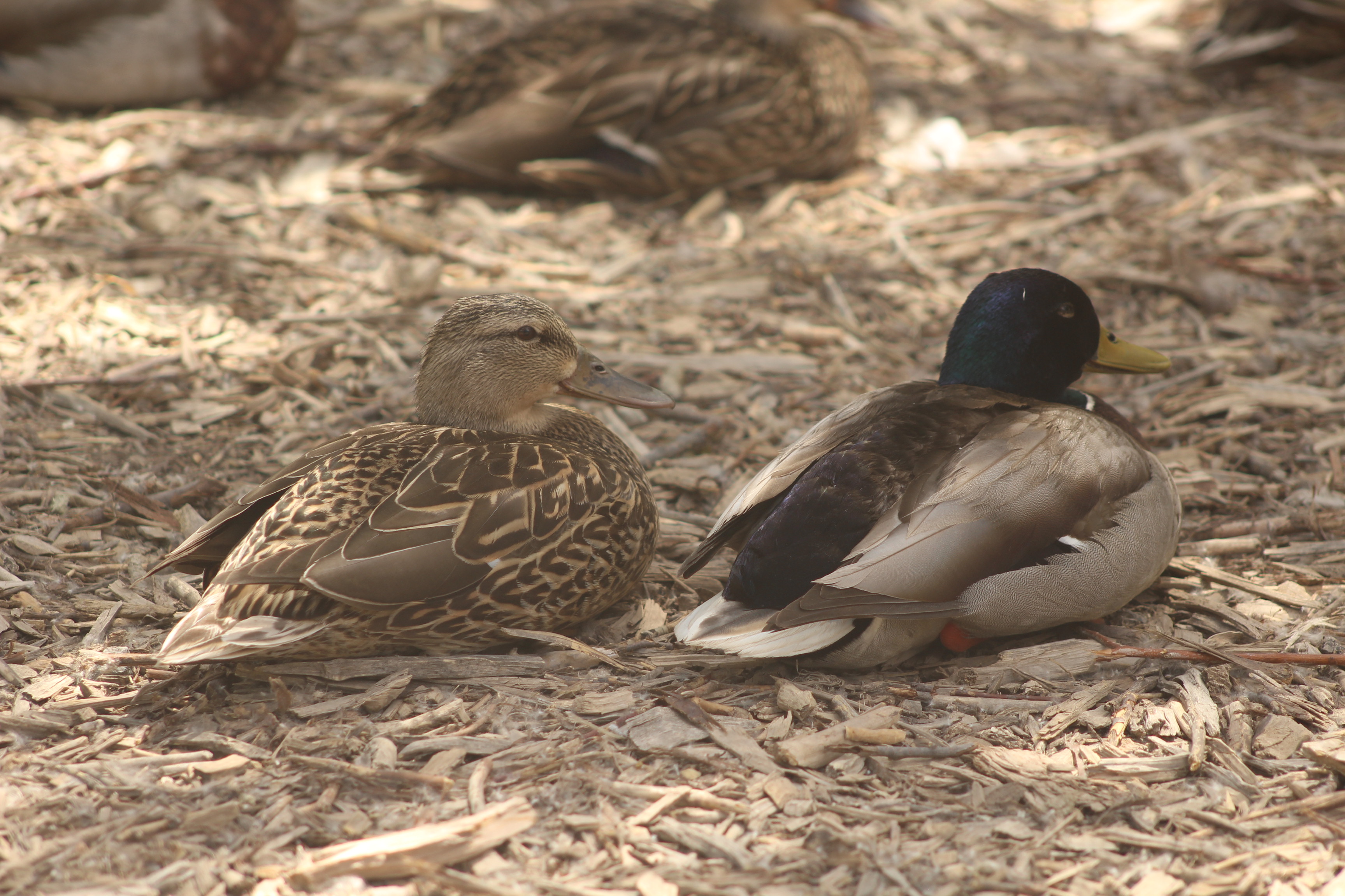 Mallard Duck gallery photo