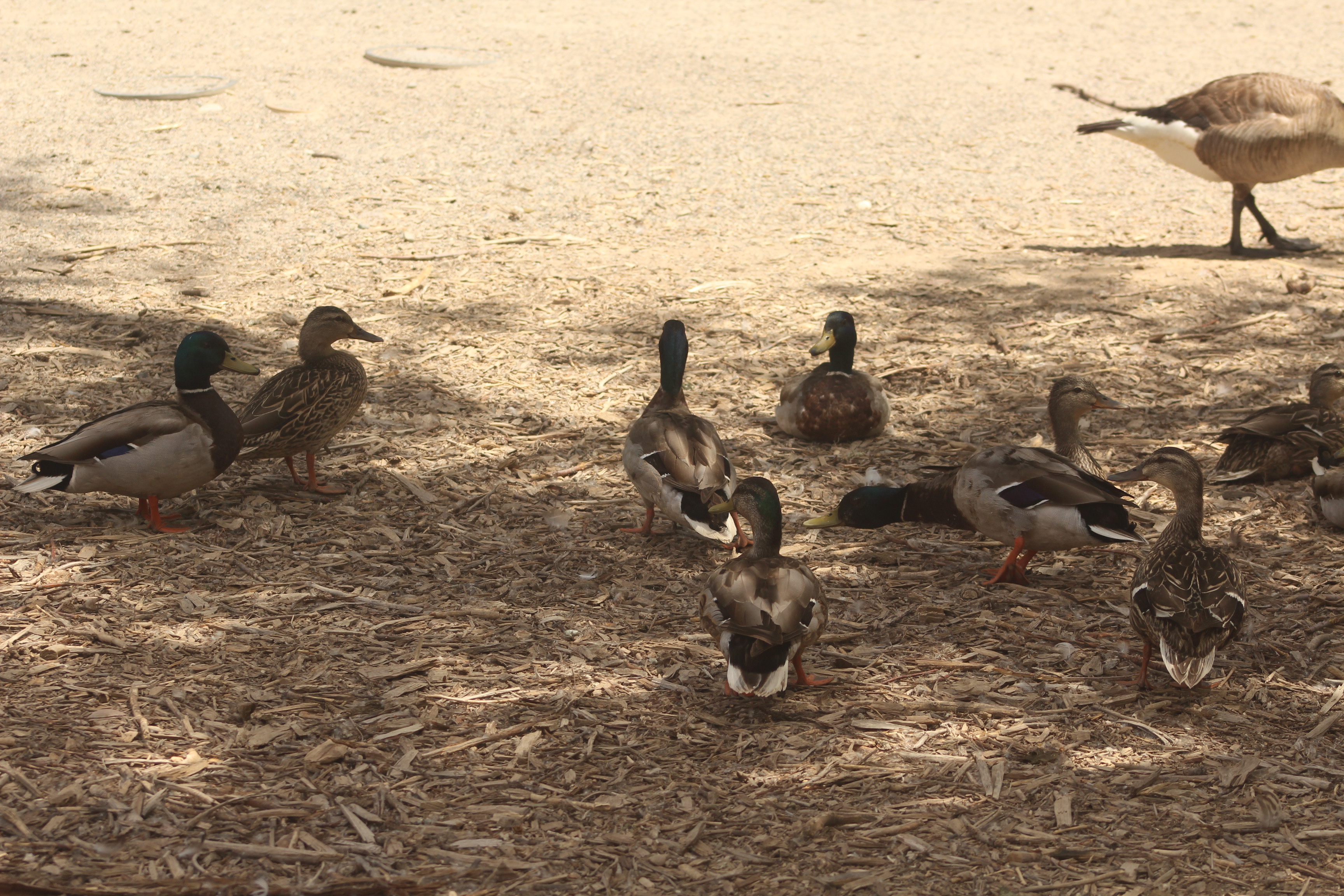 Mallard Duck gallery photo