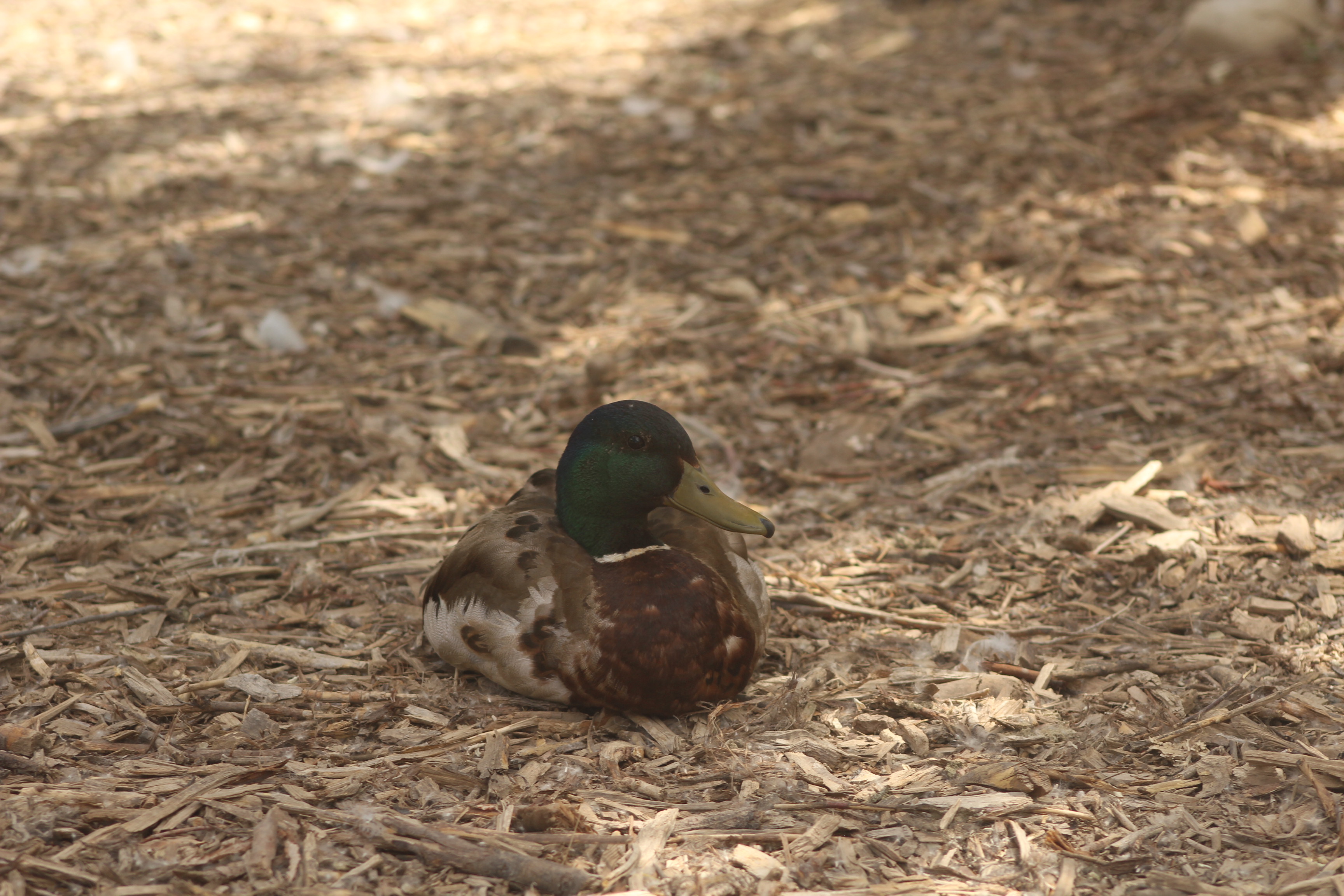Mallard Duck
