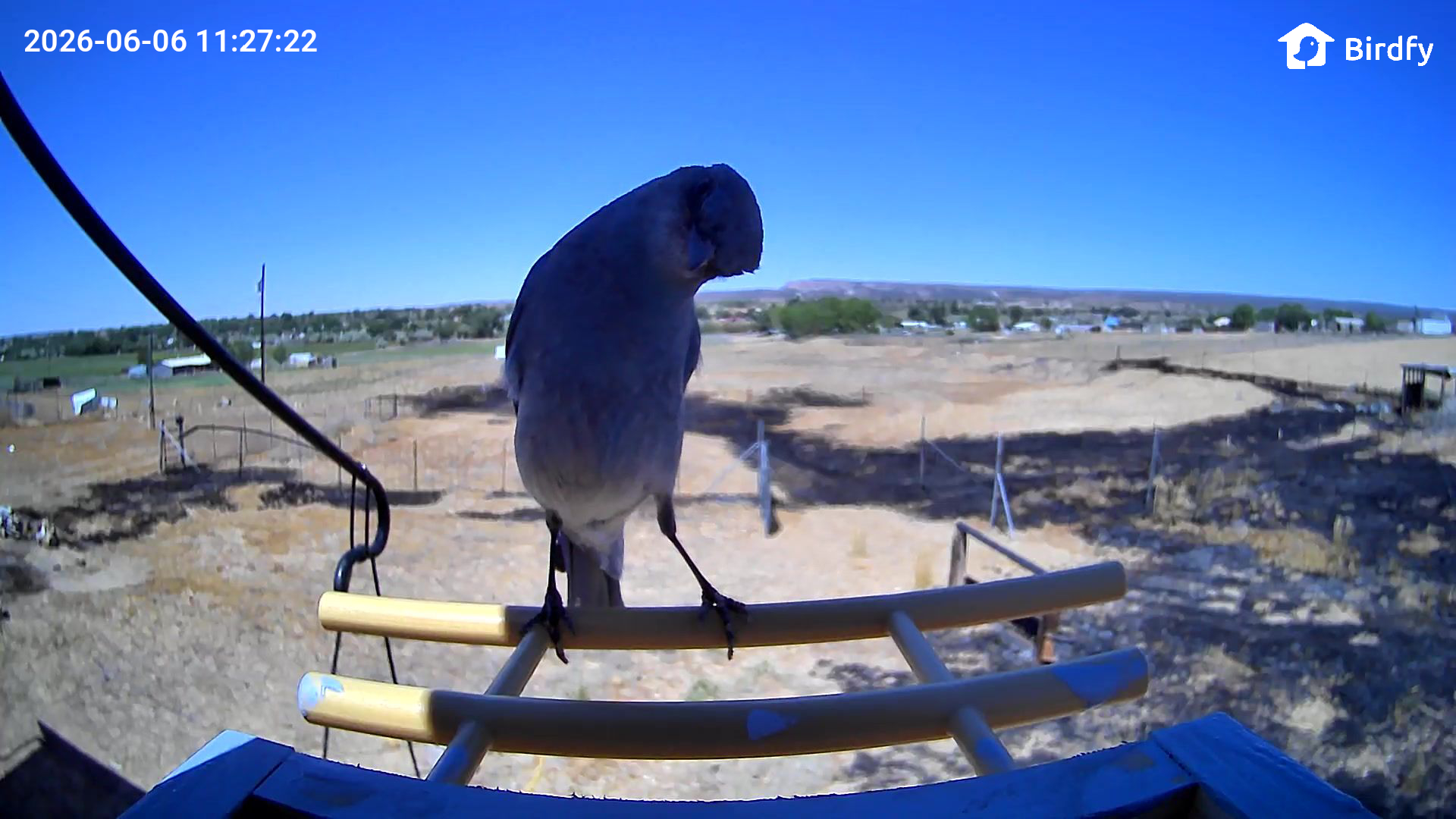 Mountain Bluebird gallery photo