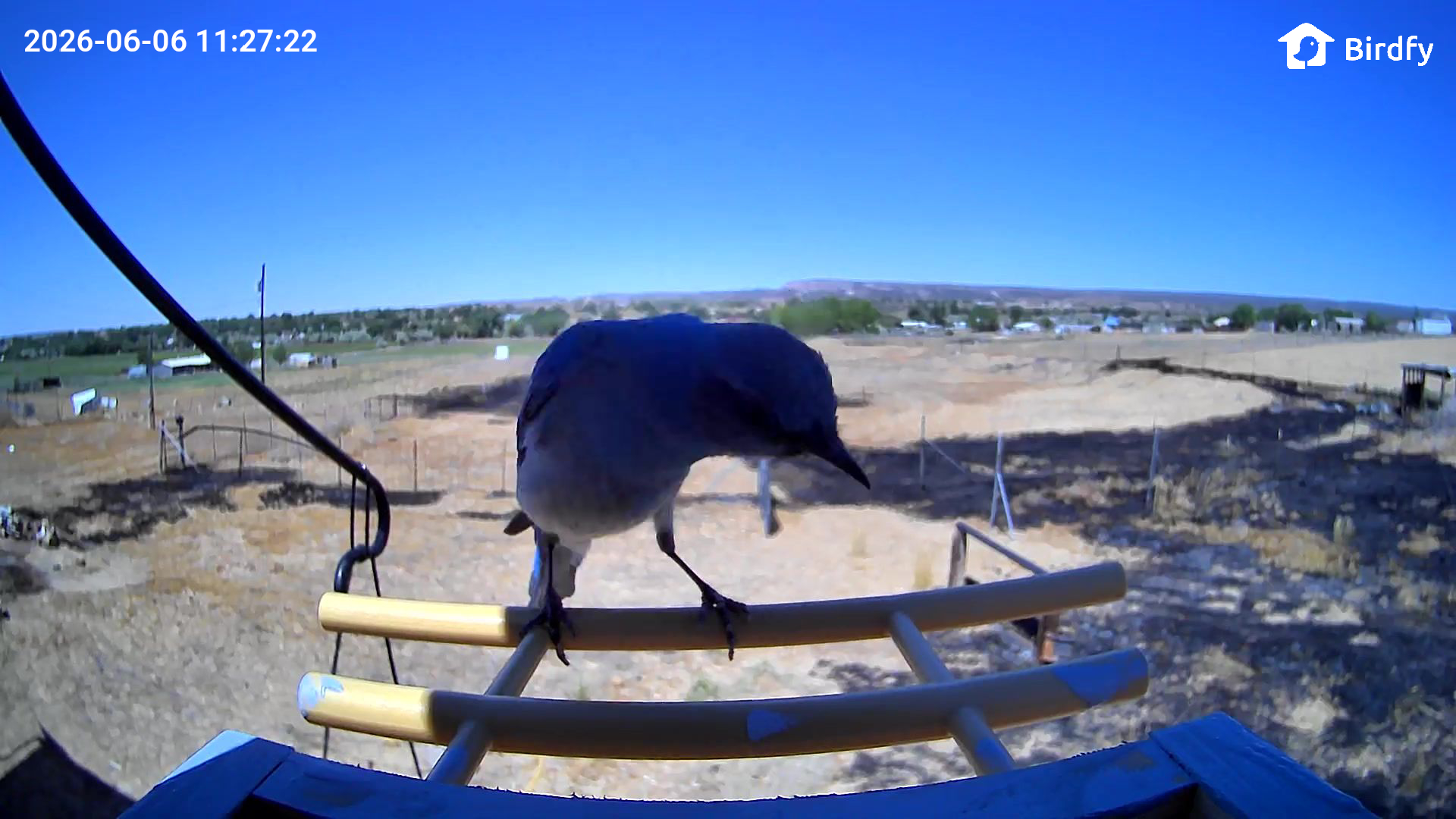 Mountain Bluebird gallery photo