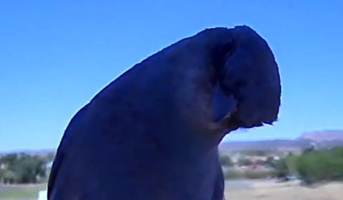 Mountain Bluebird