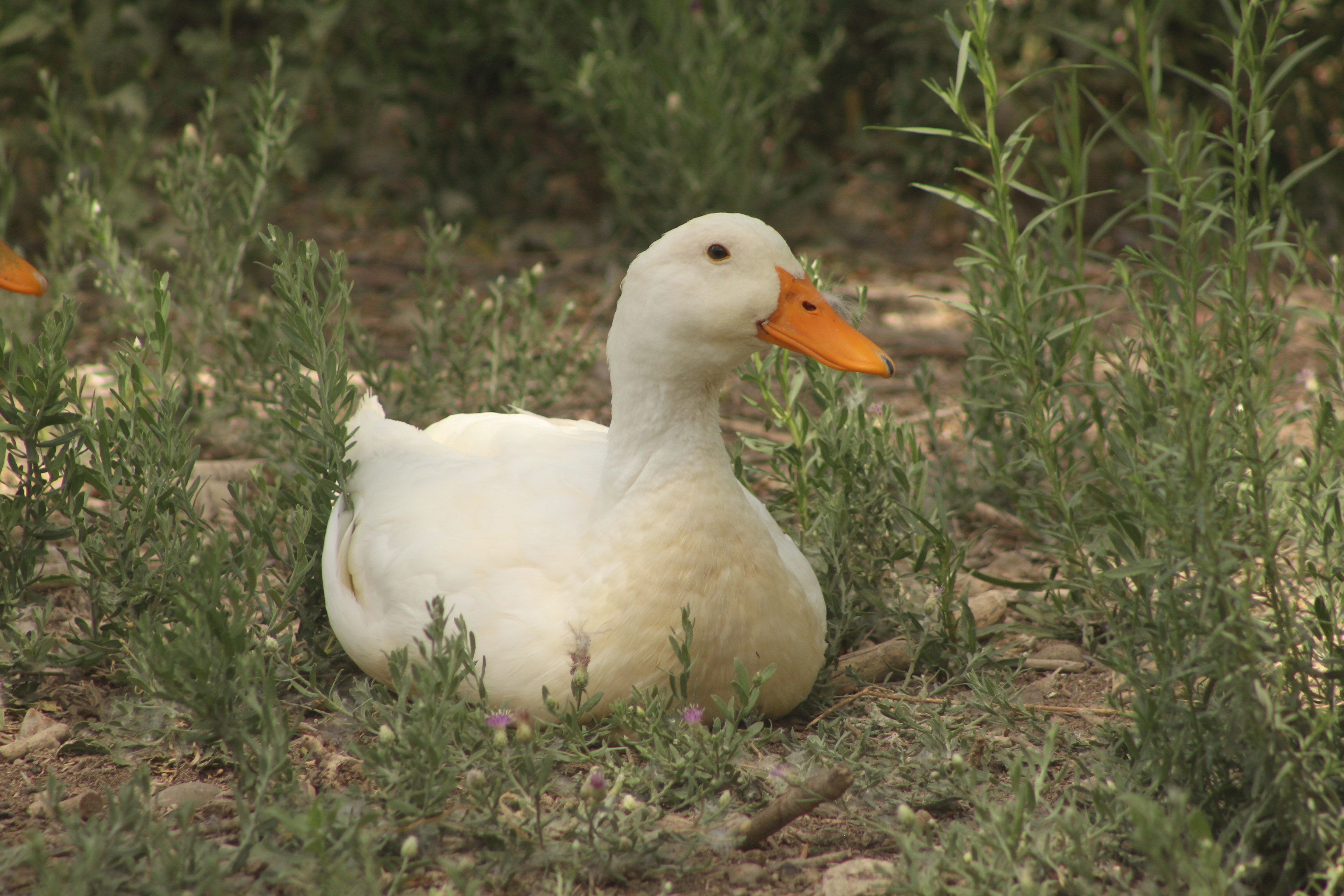Mute Swan