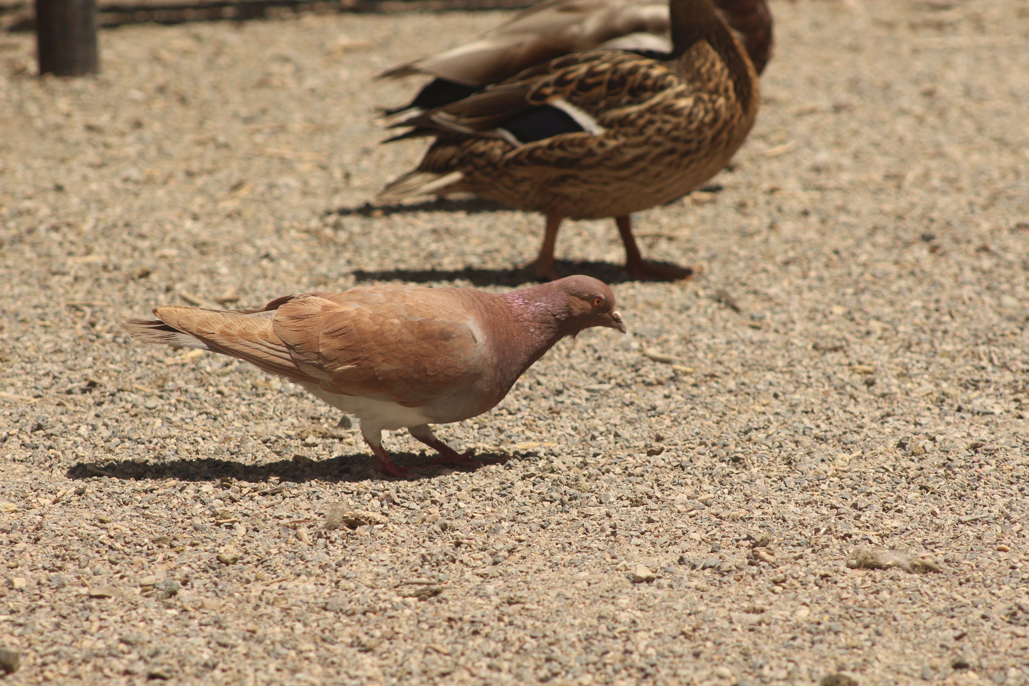 Rock Pigeon gallery photo