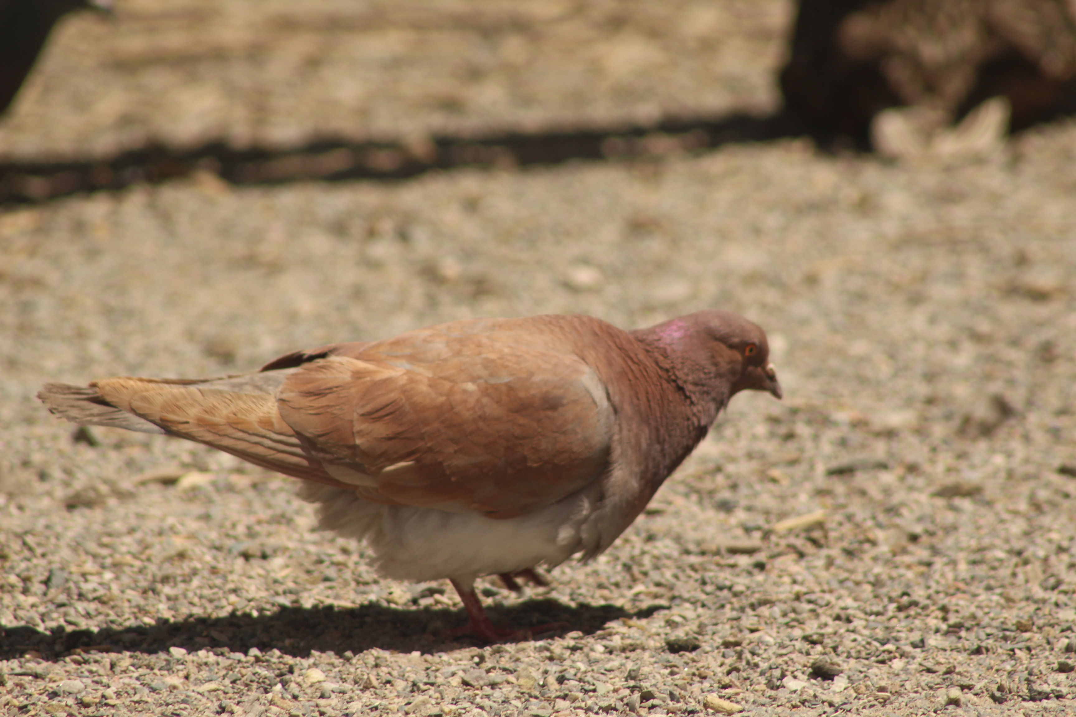 Rock Pigeon